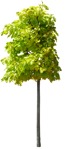 Cut out tree quercus rubra aurea png vegetation (15925) | MrCutout.com - miniature
