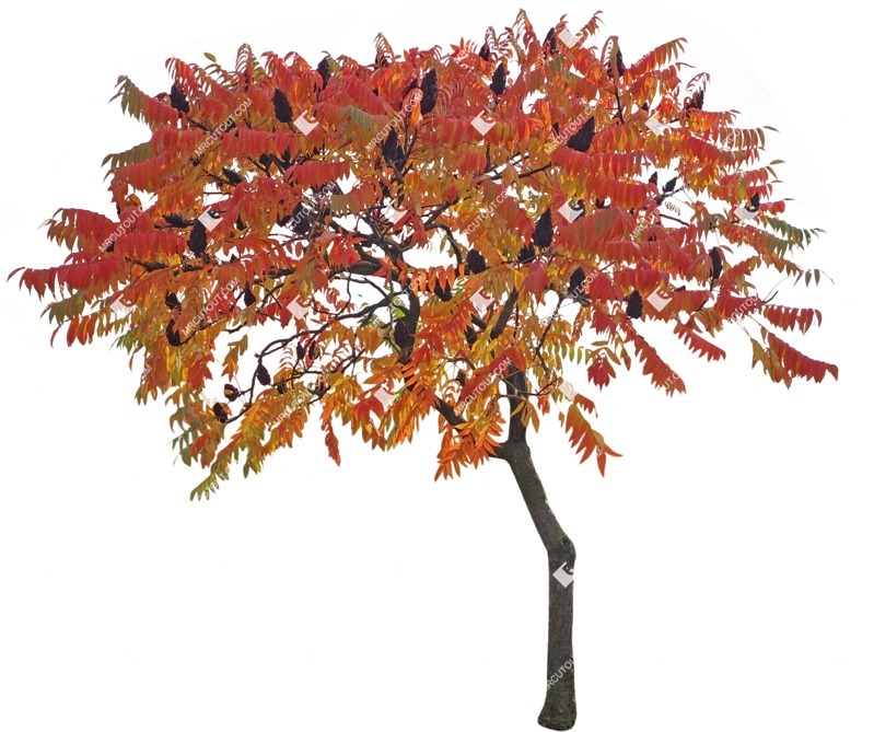 Cut out tree rhus typhina cut out vegetation (9131)
