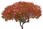 Cut out Tree Rhus Typhina 0002 | MrCutout.com - miniature