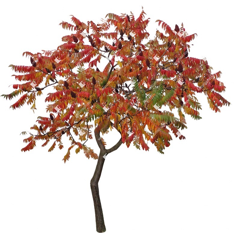 Png tree rhus typhina cut out vegetation (9129)