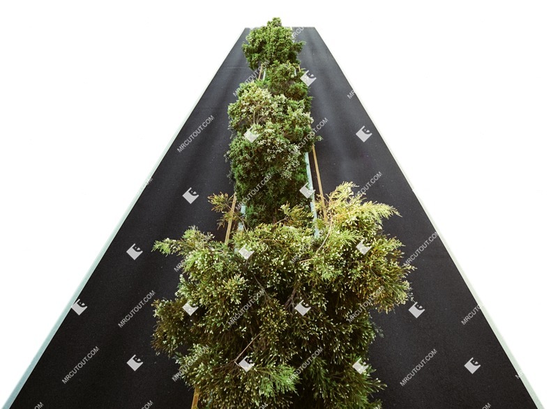 Png tree road png vegetation (7001)