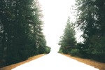 Cut out tree road other foreground cutout plant (6766) - miniature