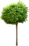 Png tree robinia pseudoacacia png vegetation (15930) | MrCutout.com - miniature