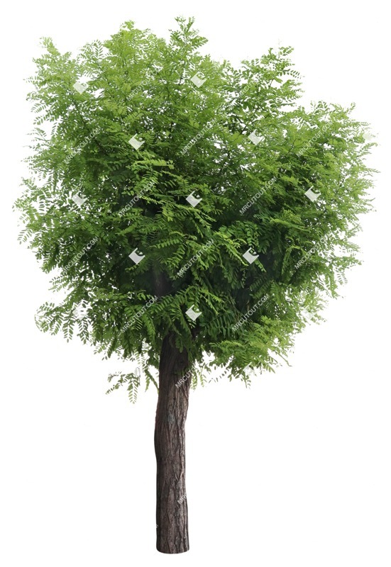 Png tree robinia pseudoacacia vegetation png (17186)
