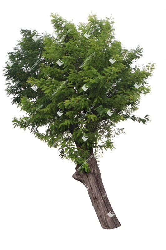 Cut out tree robinia pseudoacacia png people (17347)