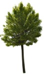 Cutout tree robinia pseudoacacia frisia cut out vegetation (995) - miniature