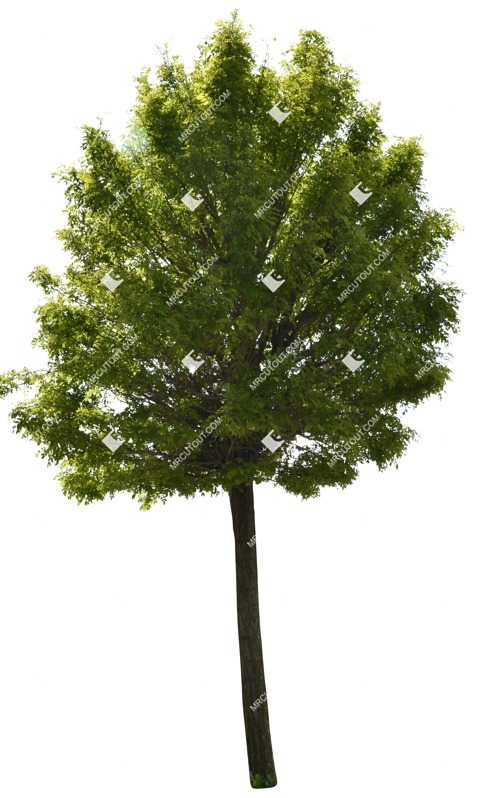 Cutout tree robinia pseudoacacia frisia cut out vegetation (1261)