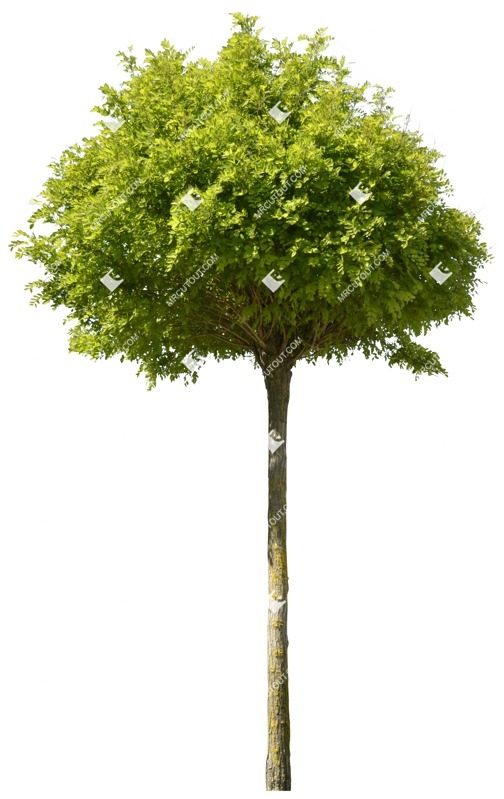 Cutout tree robinia pseudoacacia umbraculifera cut out vegetation (2345)