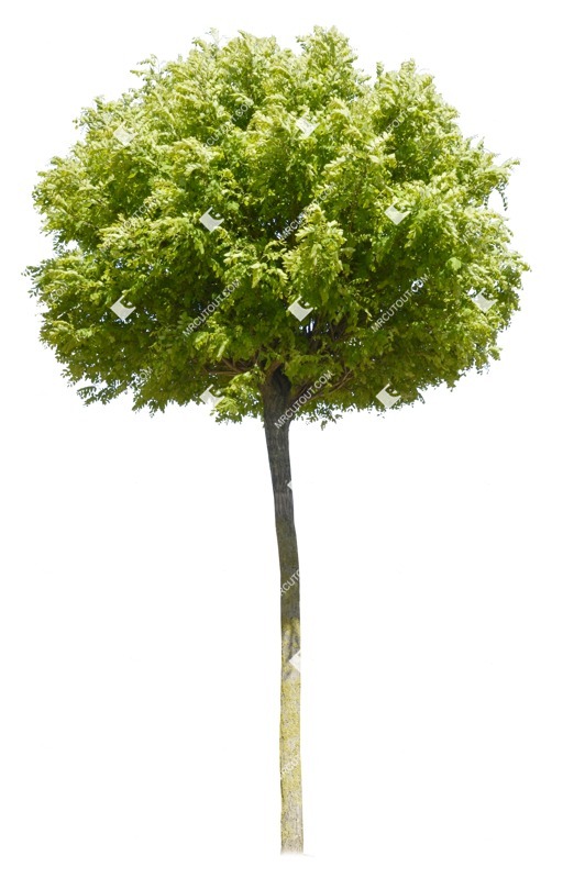 Cut out tree robinia pseudoacacia umbraculifera png vegetation (1069)