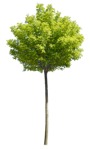 Tree robinia pseudoacacia umbraculifera  (1068) - miniature