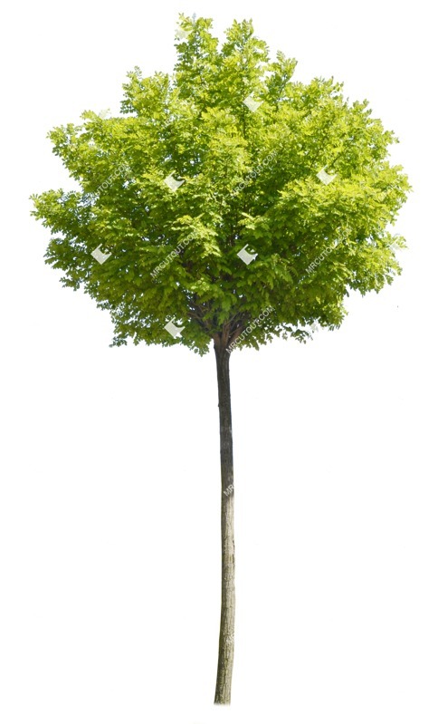 Png tree robinia pseudoacacia umbraculifera png vegetation (1068)