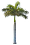 Cutout tree roystonea regia png vegetation (3602) - miniature