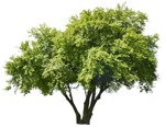 Cut out Tree Salix Babilonica Tortuosa 0002 | MrCutout.com - miniature