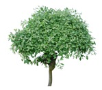 Cutout tree salix caprea pendula cut out vegetation (3095) - miniature