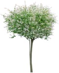 Png tree salix integra hakuro nishiki cut out plants (3288) - miniature