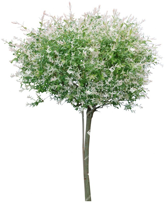 Png tree salix integra hakuro nishiki cut out plants (3425)