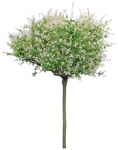 Cutout tree salix integra hakuro nishiki png vegetation (3020) - miniature