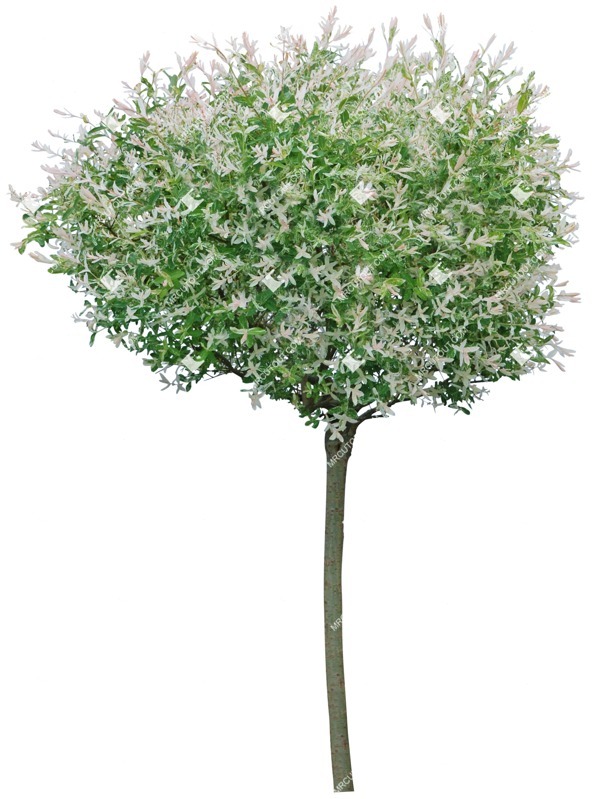 Cut out tree salix integra hakuro nishiki png vegetation (3154)