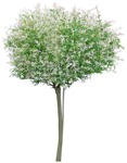 Png tree salix integra hakuro nishiki png vegetation (3153) - miniature