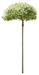 Cut out tree salix integra hakuro nishiki png vegetation (15610) - miniature