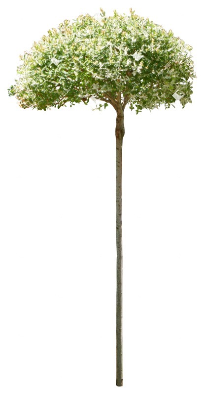 Cut out tree salix integra hakuro nishiki png vegetation (14478)