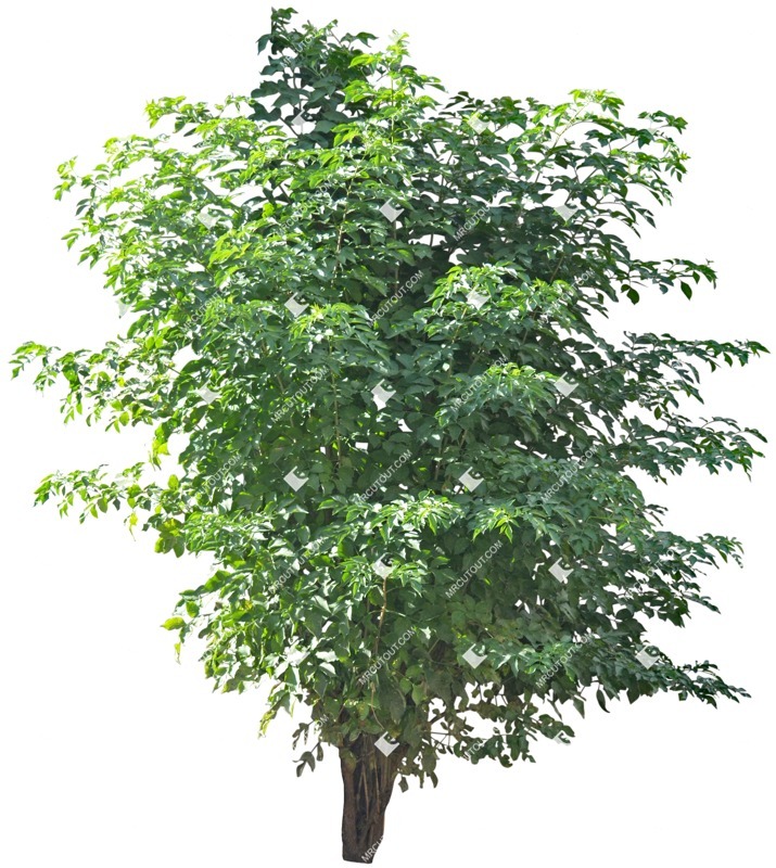 Cut out tree sambucus nigra cut out plants (4029)