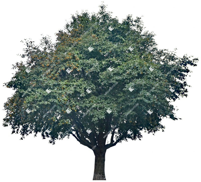 Cut out tree sorbus aria png vegetation (4939)
