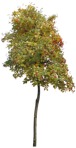 Cut out Tree Sorbus Aria 0002 | MrCutout.com - miniature