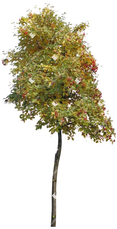 Cutout tree sorbus aria png vegetation (3843)