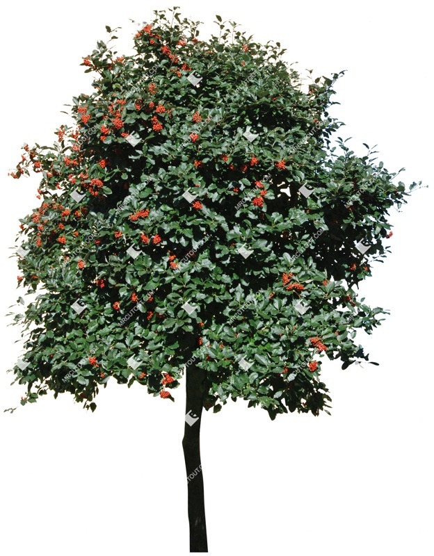 Cutout tree sorbus aria vegetation png (4965)