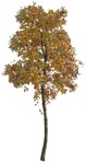 Cut out Tree Sorbus Aria 0005 | MrCutout.com - miniature