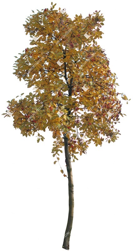 Cutout tree sorbus aria png vegetation (3344)