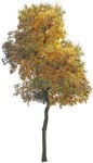 Cut out Tree Sorbus Aria 0006 | MrCutout.com - miniature