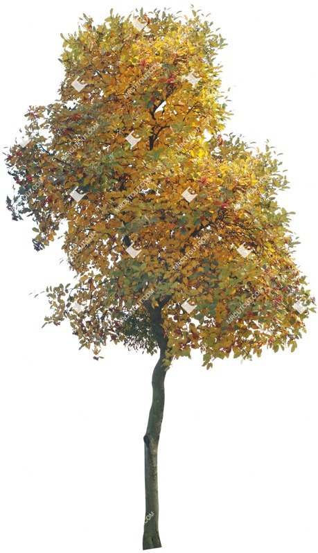 Png tree sorbus aria png vegetation (3345)