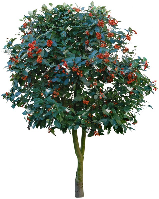 Cutout tree sorbus aria png vegetation (4572)