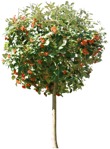 Cut out Tree Sorbus Aria 0009 | MrCutout.com - miniature