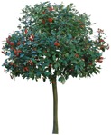 Cutout tree sorbus aria vegetation png (4787) - miniature