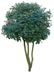 Cut out Tree Sorbus Aria 0011 | MrCutout.com - miniature