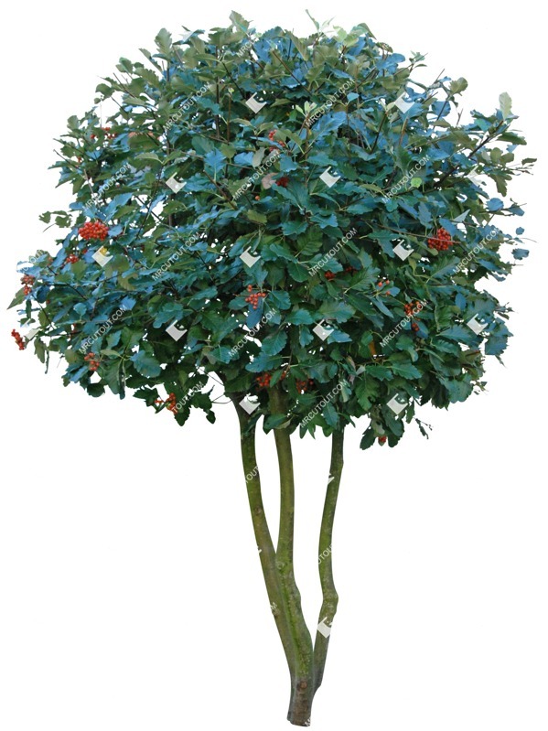Png tree sorbus aria vegetation png (4819)