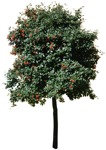 Cut out Tree Sorbus Aria 0012 | MrCutout.com - miniature