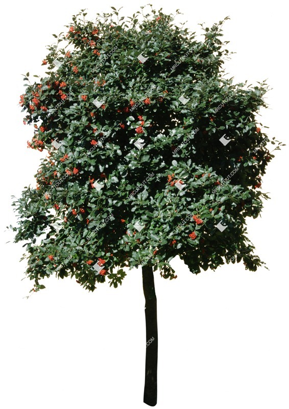 Png tree sorbus aria vegetation png (4821)