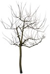 Cut out Tree Sorbus Aucuparia 0001 | MrCutout.com - miniature