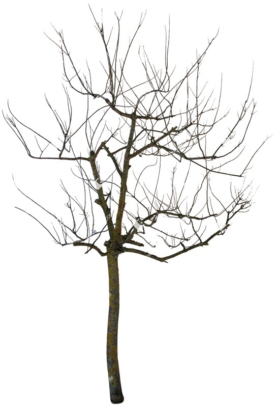 Png tree sorbus aucuparia plant cutouts (4228)