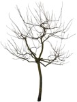 Cutout tree sorbus aucuparia plant cutouts (4227) - miniature