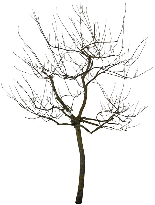 Cutout tree sorbus aucuparia plant cutouts (4227)