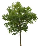Cut out Tree Sorbus Aucuparia 0003 | MrCutout.com - miniature