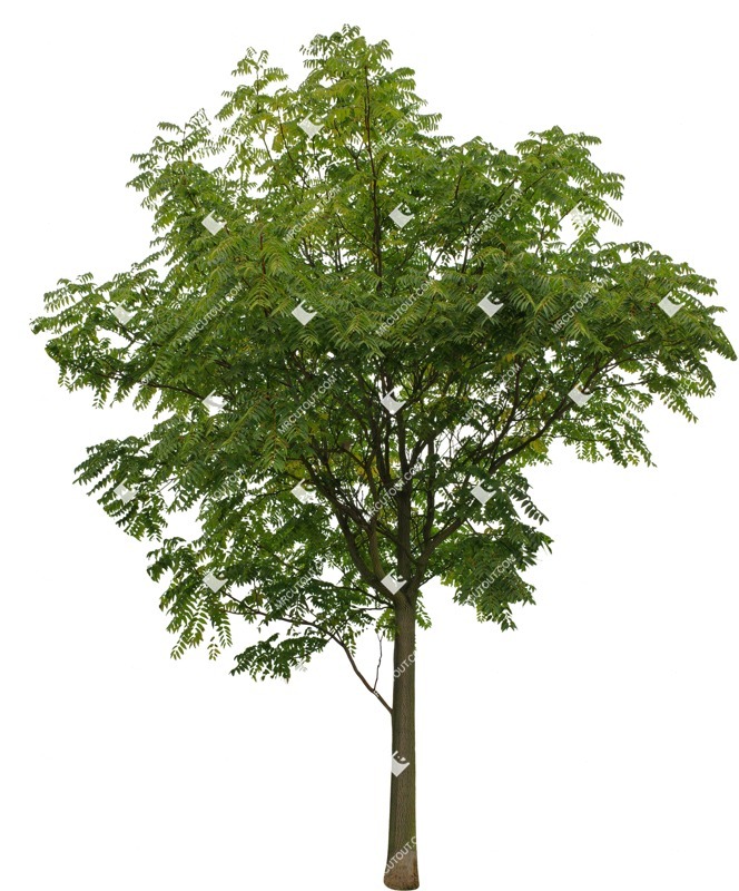 Cutout tree sorbus aucuparia cut out plants (9370)