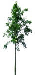 Cut out Tree Sorbus Aucuparia 0004 | MrCutout.com - miniature