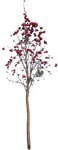 Cutout tree sorbus aucuparia cut out vegetation (9376) - miniature
