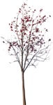 Cut out Tree Sorbus Aucuparia 0006 | MrCutout.com - miniature